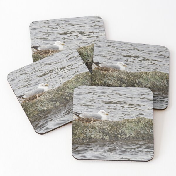 Item preview, Where ever I lay my eggs that's my home. Common Gull designed and sold by Jouko Lehto Photography.