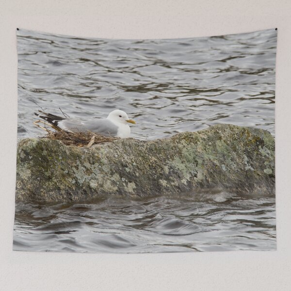 Item preview, Where ever I lay my eggs that's my home. Common Gull designed and sold by Jouko Lehto Photography.