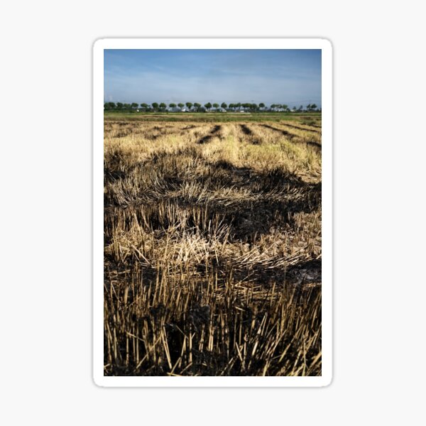 Item preview, Agricultural landscape after harvest in Vietnam designed and sold by franck380.