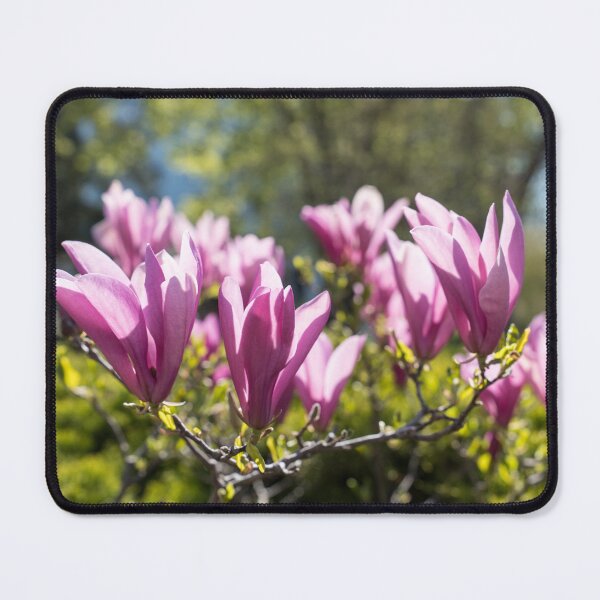 Item preview, Happy Pink Magnolia Flowers Celebrating Spring designed and sold by Georgia Mizuleva.