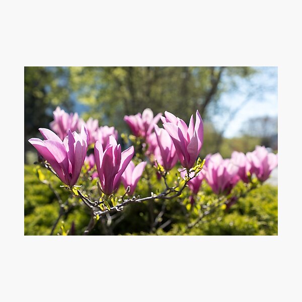 Item preview, Happy Pink Magnolia Flowers Celebrating Spring designed and sold by Georgia Mizuleva.