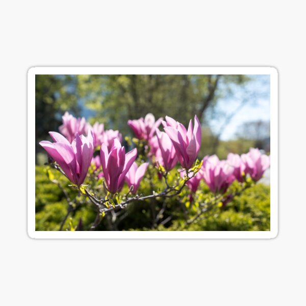 Item preview, Happy Pink Magnolia Flowers Celebrating Spring designed and sold by Georgia Mizuleva.