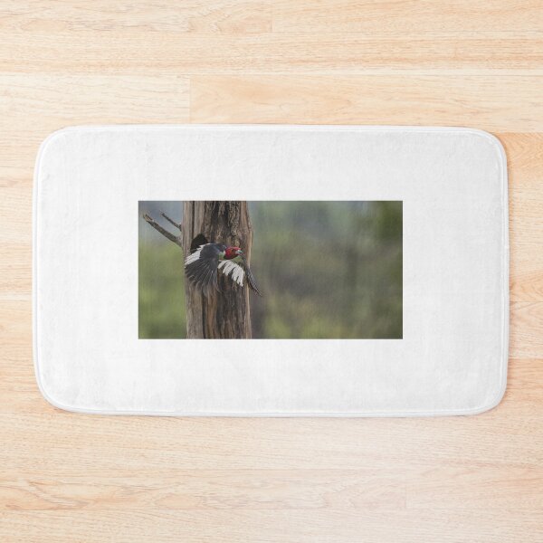 Item preview, Red-headed woodpecker leaves the nest after feeding its babies designed and sold by Puttaswamy Ravishankar.