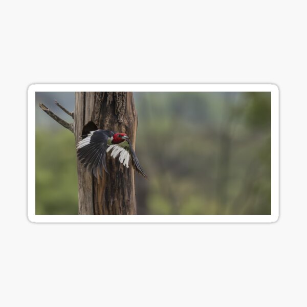 Red-headed woodpecker leaves the nest after feeding its babies Sticker