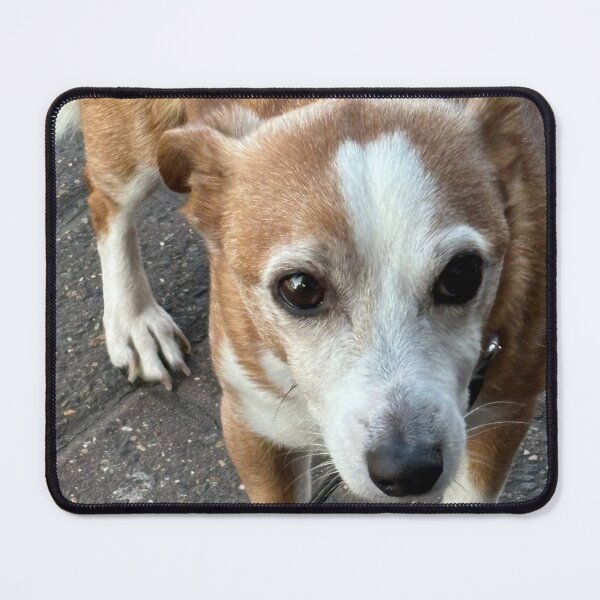 Item preview, Welsh corgi dog designed and sold by KateEsdaile.