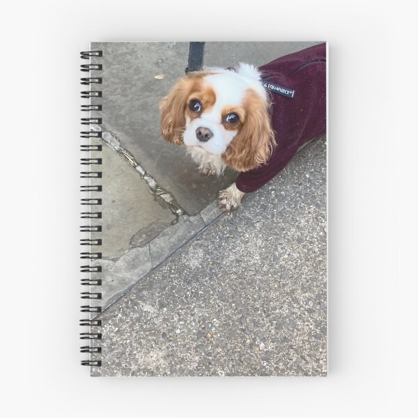 Item preview, Cavalier King Charles spaniel with fleece dog coats  designed and sold by KateEsdaile.
