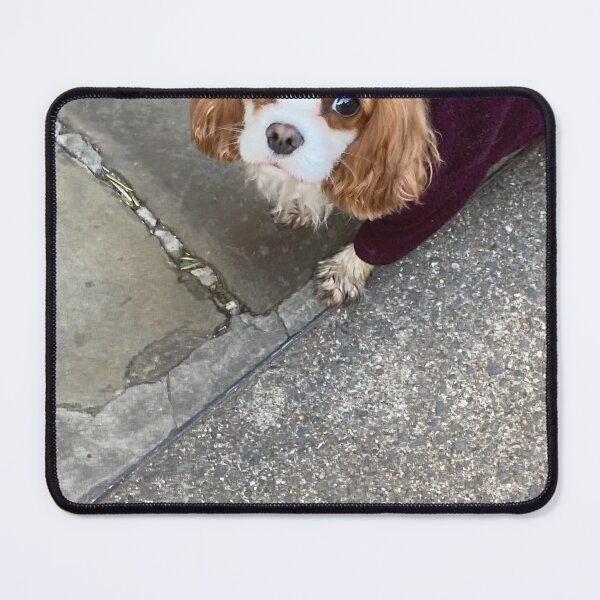 Item preview, Cavalier King Charles spaniel with fleece dog coats designed and sold by KateEsdaile.