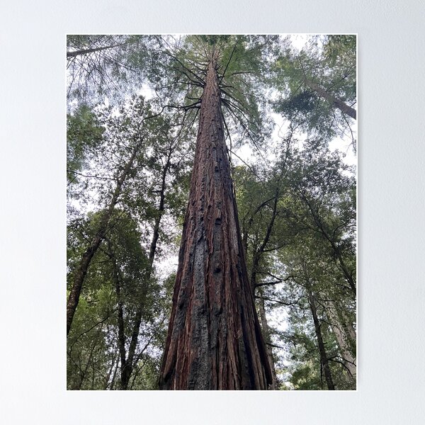 Item preview, Sequoia designed and sold by AlexrKart.