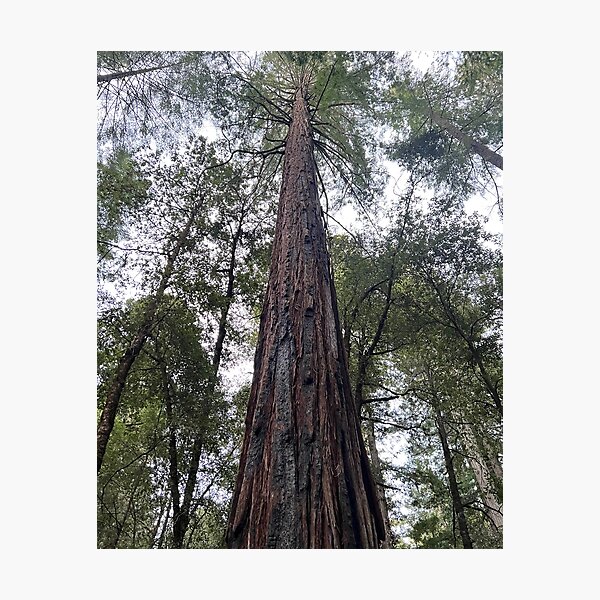 Item preview, Sequoia designed and sold by AlexrKart.