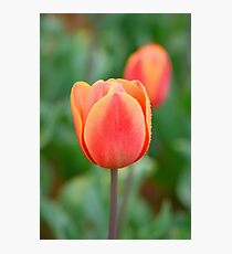Vibrant Tulip in the Rain Photographic Print