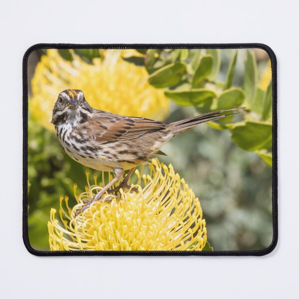 Item preview, Song Sparrow designed and sold by LaurenTucker.