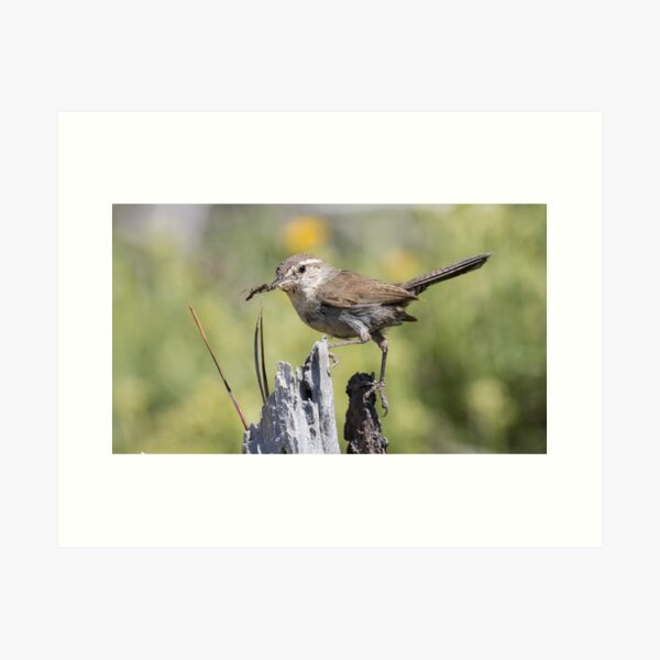 Item preview, Bewick's Wren designed and sold by LaurenTucker.