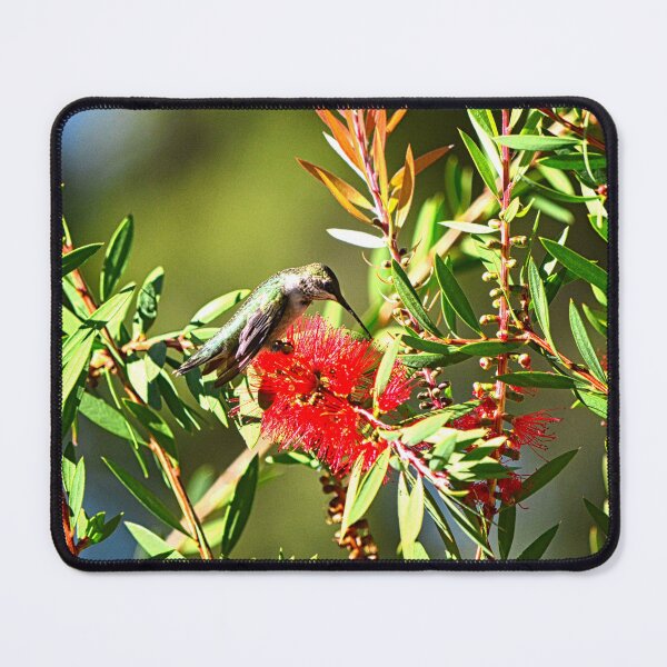 Item preview, Bottlebrush And Hummingbird designed and sold by LisaWootenPhoto.