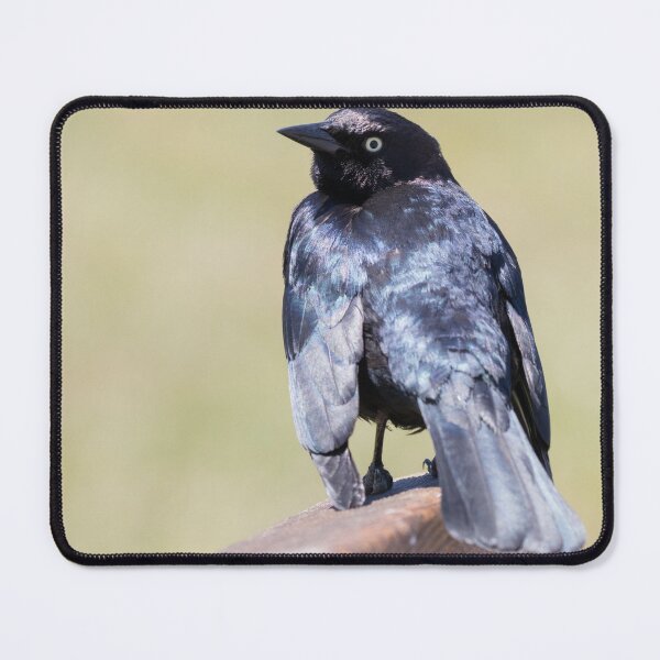 Item preview, Brewer's Blackbird designed and sold by LaurenTucker.