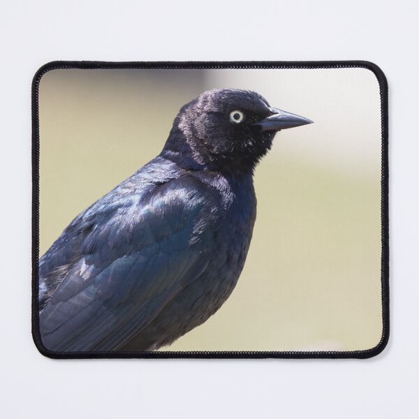 Item preview, Brewer's Blackbird designed and sold by LaurenTucker.
