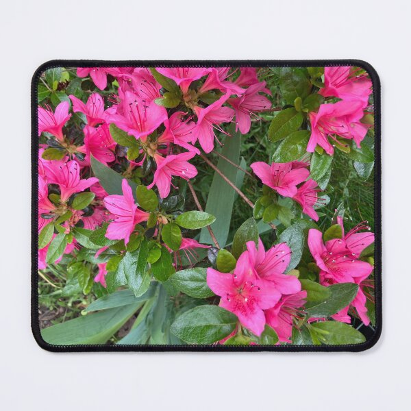Item preview, Pink Azaleas  designed and sold by Amanda1775.