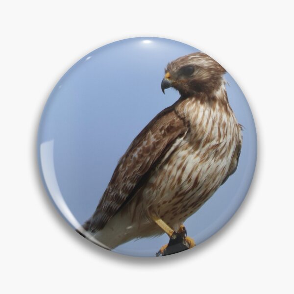 Item preview, Red-shouldered Hawk Having a Good Hairday designed and sold by Malloryvg.