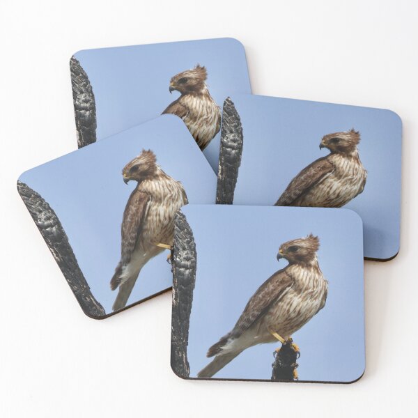 Item preview, Red-shouldered Hawk Having a Good Hairday designed and sold by Malloryvg.