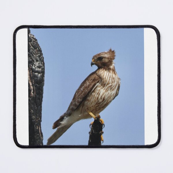 Item preview, Red-shouldered Hawk Having a Good Hairday designed and sold by Malloryvg.
