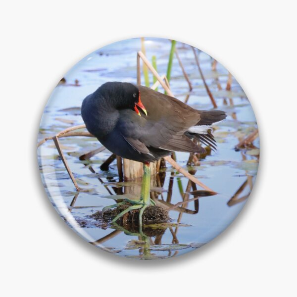 Item preview, Common Gallinule designed and sold by Malloryvg.