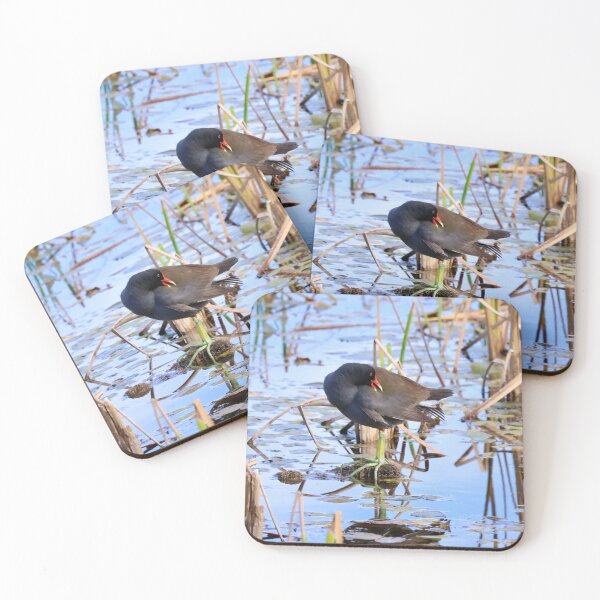Item preview, Common Gallinule designed and sold by Malloryvg.