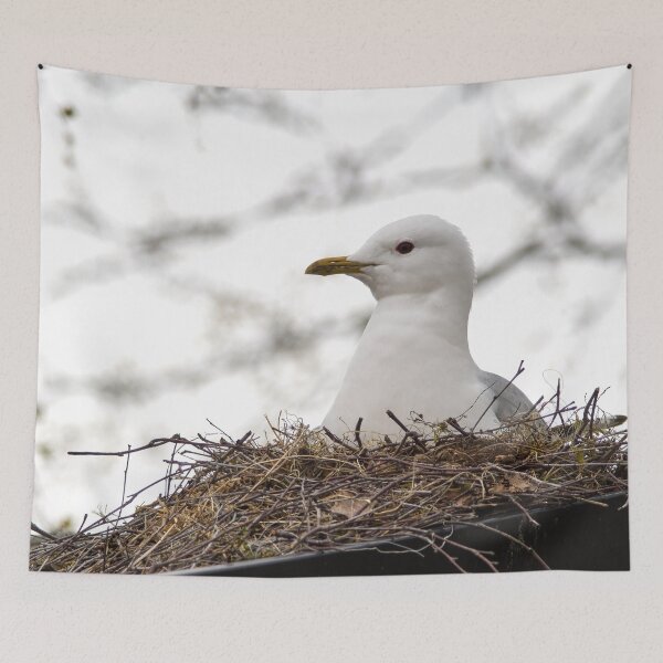 Item preview, Highly recommended. Common Gull designed and sold by Jouko Lehto Photography.