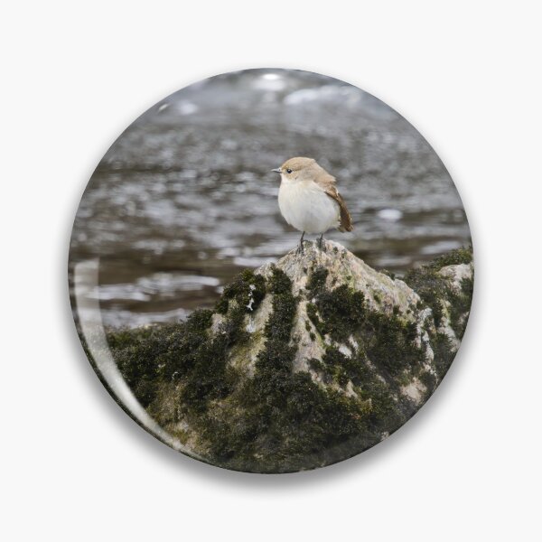 Item preview, Clifftop spotplace. European pied flycatcher designed and sold by Jouko Lehto Photography.