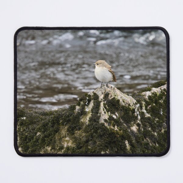 Item preview, Clifftop spotplace. European pied flycatcher designed and sold by Jouko Lehto Photography.