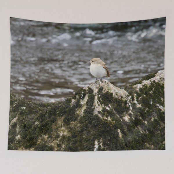 Item preview, Clifftop spotplace. European pied flycatcher designed and sold by Jouko Lehto Photography.