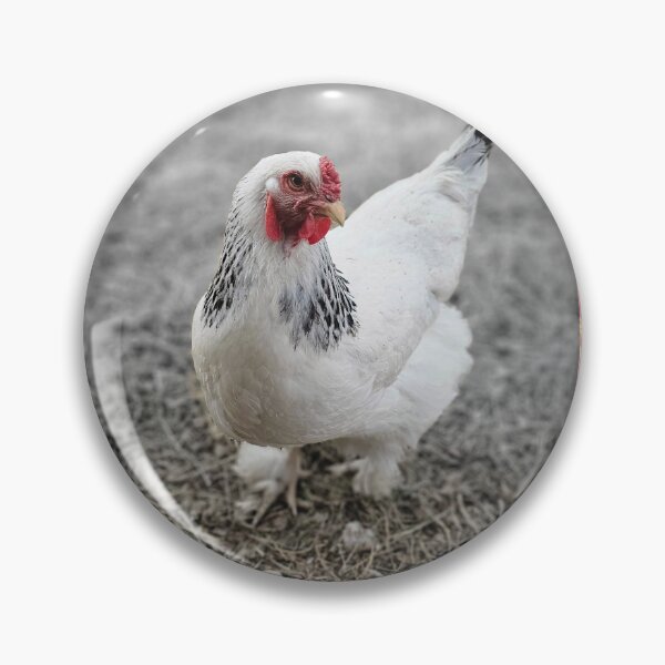 Item preview, LIGHT BRAHMA, Beautiful Girls! designed and sold by rockandahardplaceradio.