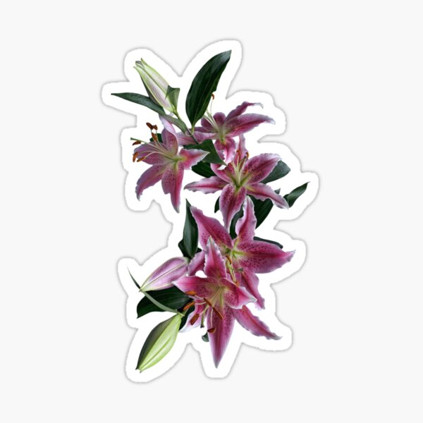 Item preview, Stargazer Lilies designed and sold by TSGDesign.