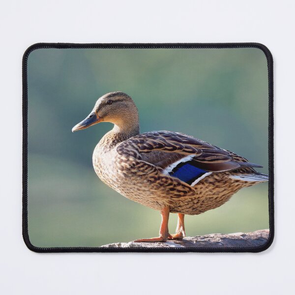 Item preview, Female Mallard  Anas-platyrhynchos designed and sold by Dorset Girl.