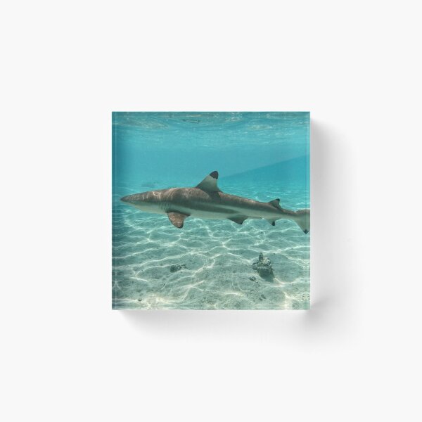 Item preview, Black tip reef shark in french Polynesia  designed and sold by Hawaii Wildlife & Landscape Prints.