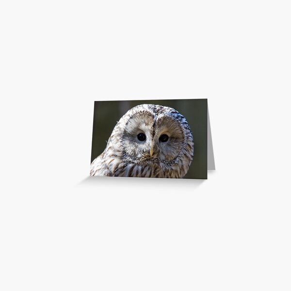 Ural Owl giving the funny look Greeting Card