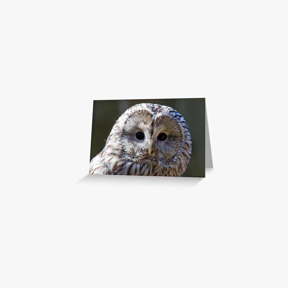 Ural Owl giving the funny look Greeting Card