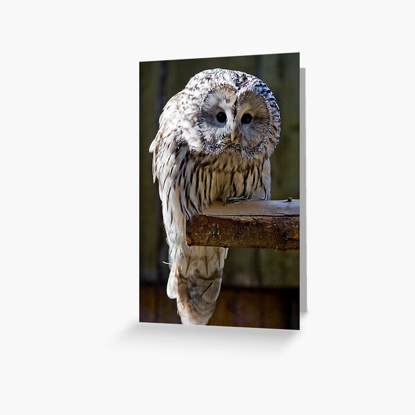 Whoo are youu? Greeting Card
