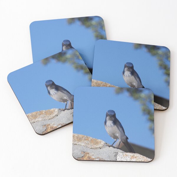 Item preview, Califorina Scrub blue jay designed and sold by swylie.