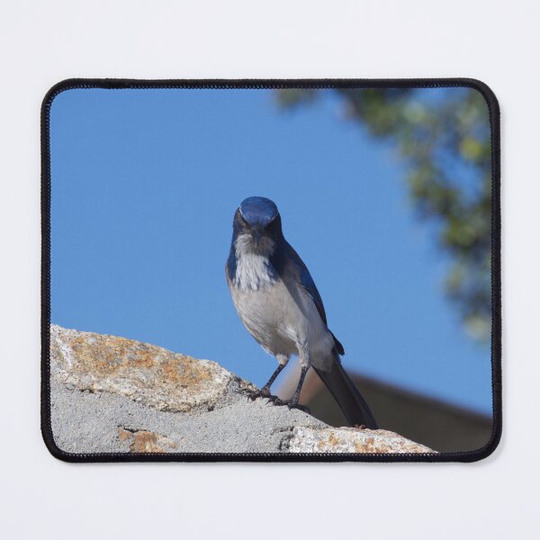Item preview, Califorina Scrub blue jay designed and sold by swylie.