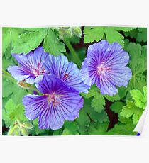 flower Poster