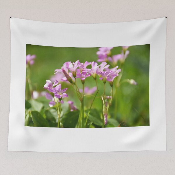 Item preview, Pink Wood Sorrel designed and sold by MercerImages.