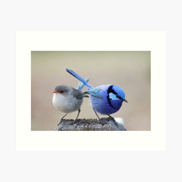 Item preview, Splendid Fairywren 03 designed and sold by RayBosman.