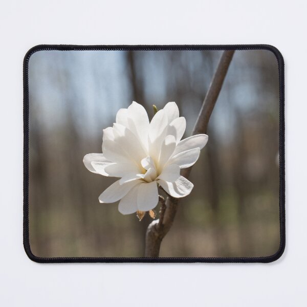 Item preview, Delicate White Magnolia Bloom in a Forest designed and sold by Georgia Mizuleva.