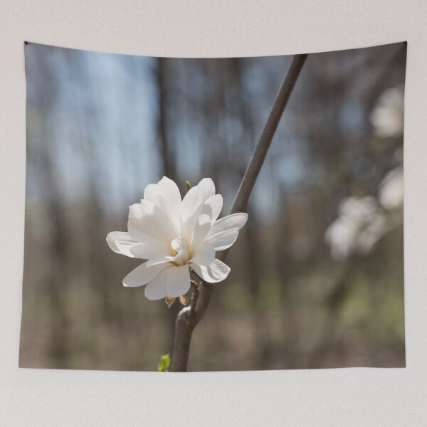 Item preview, Delicate White Magnolia Bloom in a Forest designed and sold by Georgia Mizuleva.
