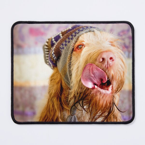 Item preview, Delicious Spinone wearing a bobble Hat by heidiannemorris © designed and sold by FOLK ART FUSION by heidiannemorris.