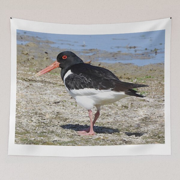 Item preview, Wonderful Oystercatcher designed and sold by Karen Thomson.