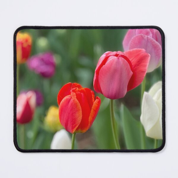 Item preview, Blooming Tulips designed and sold by Christine Wilson Photos.