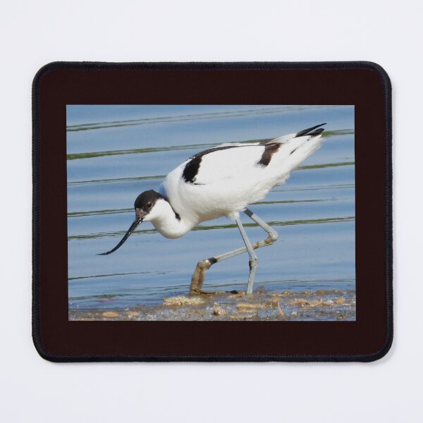Item preview, Pied Avocet designed and sold by Karen Thomson.