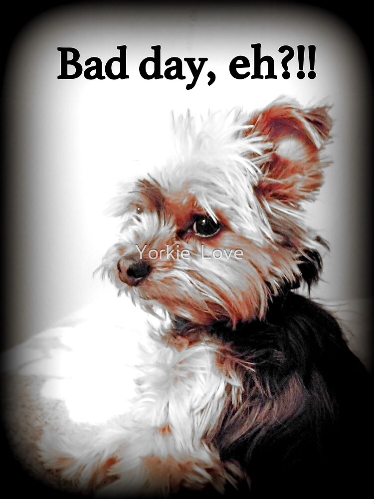 Adorable Little Sad Yorkie Sitting in Profile Meme Bad Day, Eh