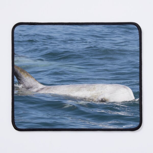 Item preview, Risso’s Dolphin designed and sold by LaurenTucker.