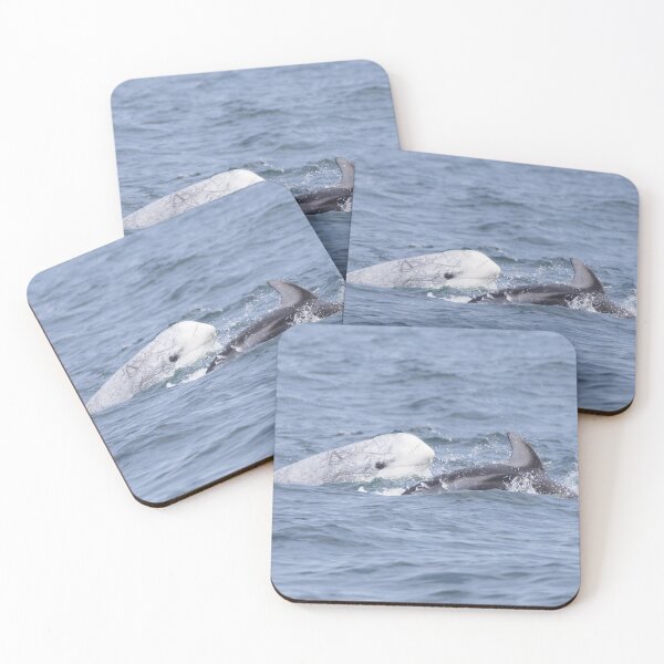 Item preview, Risso’s Dolphin designed and sold by LaurenTucker.